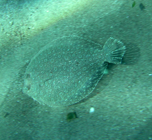 Bothus podas, Trachinus draco e Mullus surmuletus